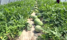 琼海吃瓜爆料视频最新,揭秘当地热点事件背后的真相